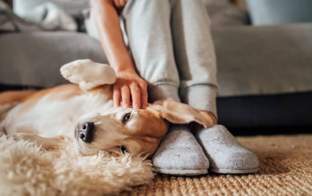 Pros and Cons of Allowing Pets in Your Rental Property