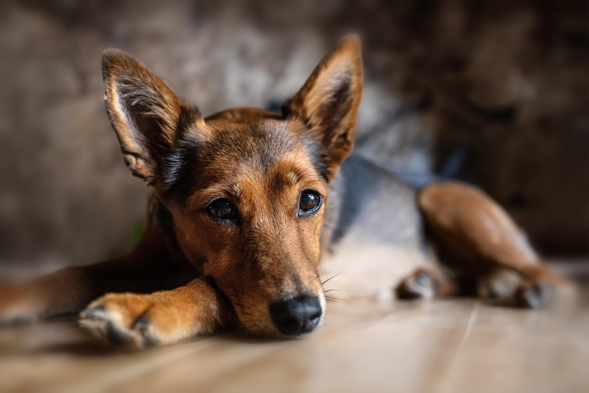 Pros and Cons of Allowing Pets in Your North Alabama Rental Property